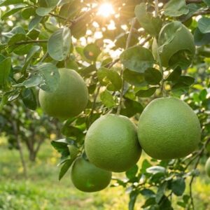 Trái bưởi da xanh trên cây