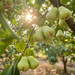 Mận tam hoa trên cây