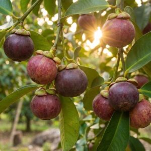 Măng cụt ở trên cây