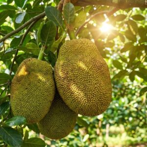 Mít thái ở trên cây