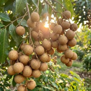 Nhãn indo trên cây