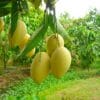 Xoài Cát Chu