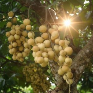 Dâu da bòn bon trên cây