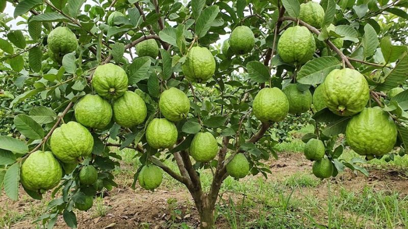 Cây ổi nữ hoàng