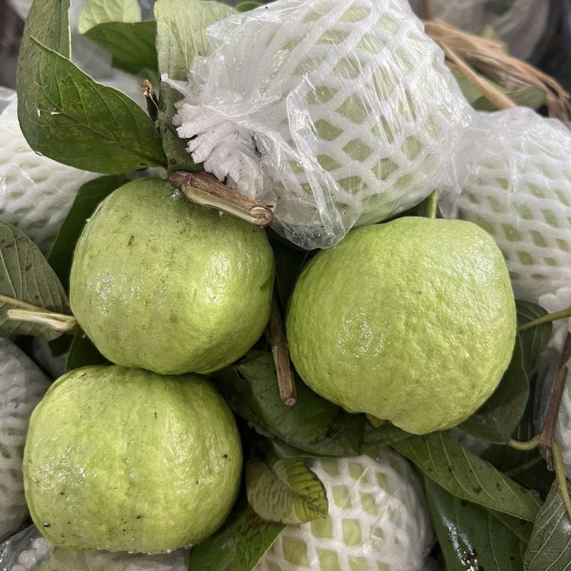 oi-nu-hoang Ổi Nữ Hoàng