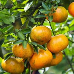 Quýt Hồng Lai Vung
