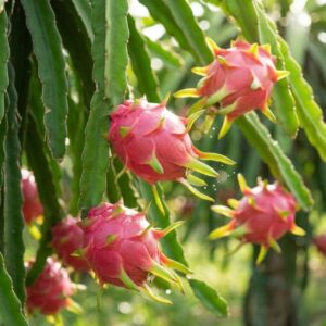 Thanh long ruột đỏ trên cây