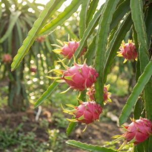 Thanh long ruột trắng trên cây