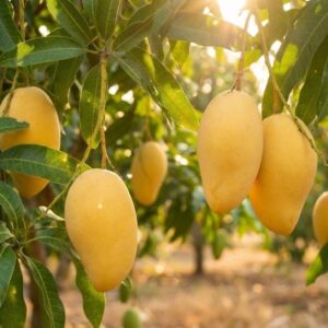 xoài cát hoà lộc trên cây