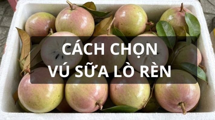 Cách chọn vú sữa lò rèn