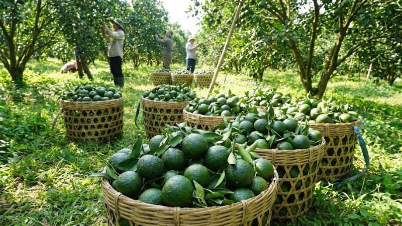Mùa vụ thu hoạch cam sành miền tây