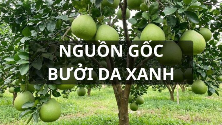 Nguồn gốc bưởi da xanh