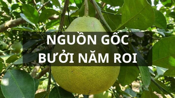 Nguồn gốc bưởi năm roi