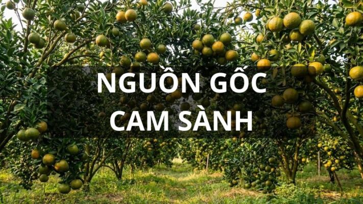 Nguồn gốc cam sành
