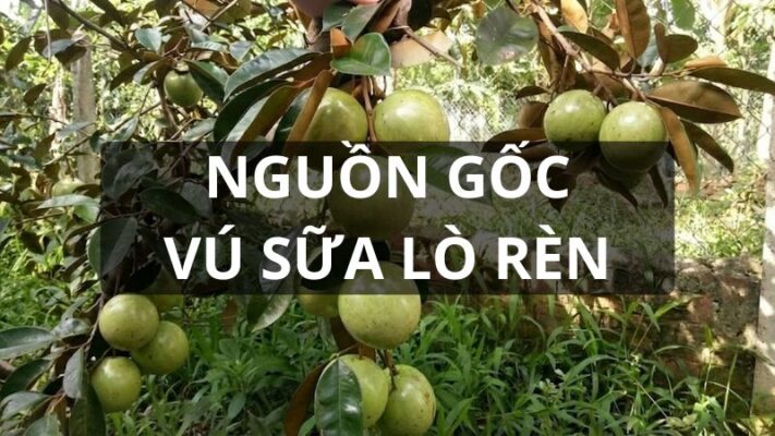 Nguồn gốc vú sữa lò rèn