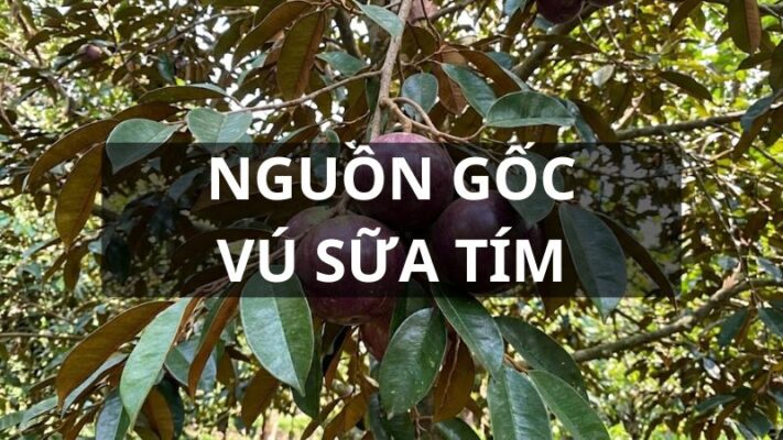Nguồn gốc vú sữa tím