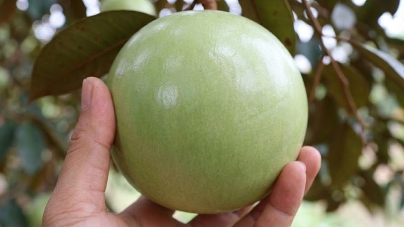 Quan sát màu sắc và độ căng bóng của vỏ vú sữa