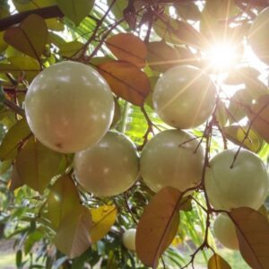 Vú sữa bơ ở trên cây