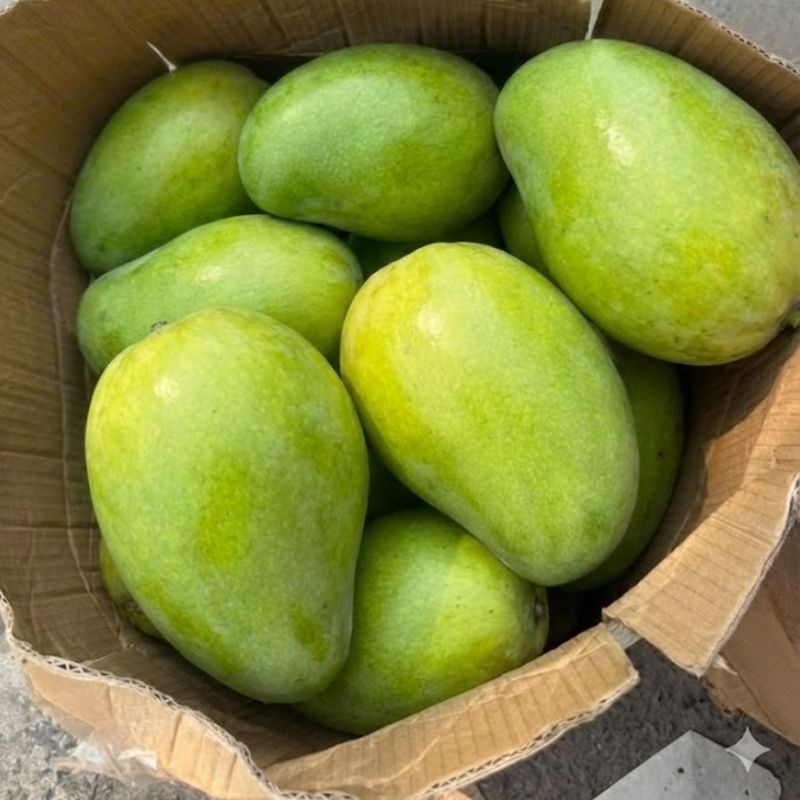 xoai-tu-quy Xoài Tứ Quý