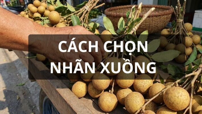 Cách chọn nhãn xuồng