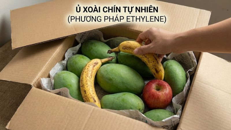 Hướng dẫn cách tự ủ xoài chín tự nhiên tại nhà an toàn