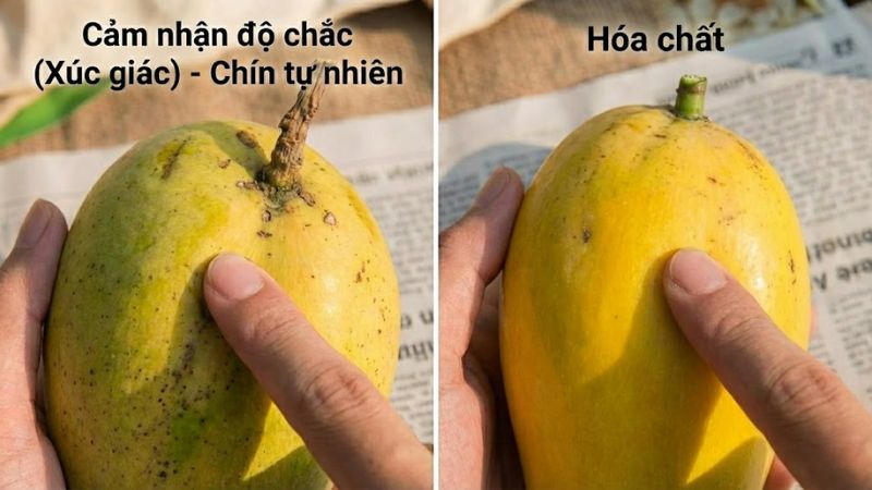 Cảm nhận độ chắc xoài chín tự nhiên và hoá chất khi cầm
