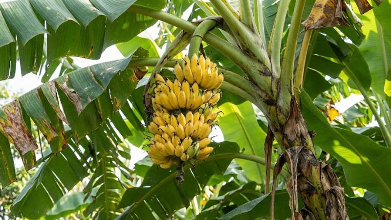 Cách chọn chuối chín tự nhiên trên cây an toàn