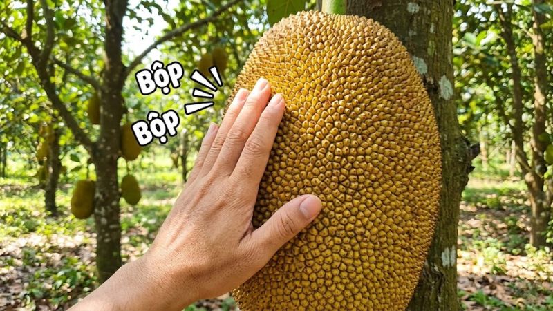 Cách gõ mít thái để biết mít chín ngon