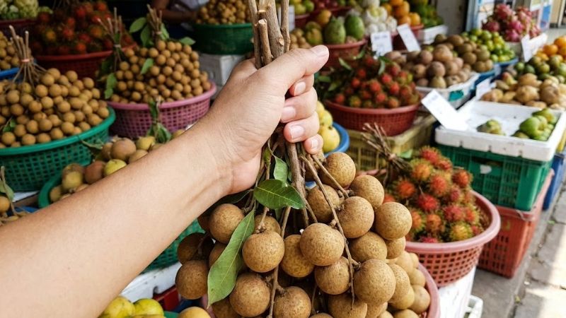 Kiểm tra cuống và cành để chọn nhãn indo tươi