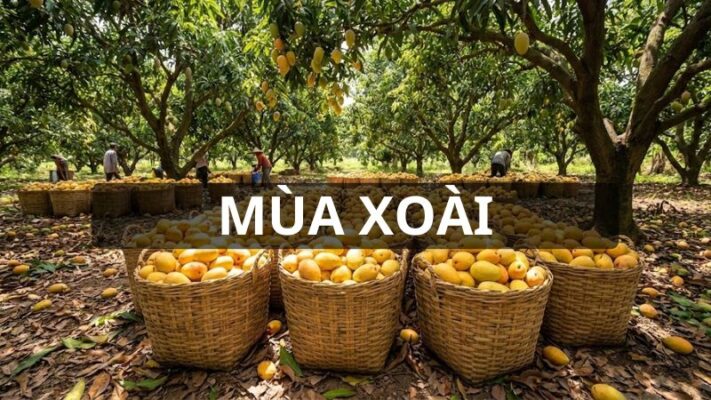 Mùa xoài