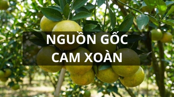 Nguồn gốc cam xoàn