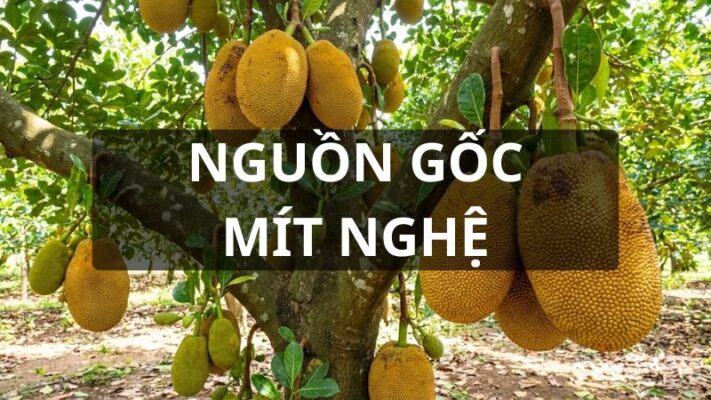 Nguồn gốc mít nghệ