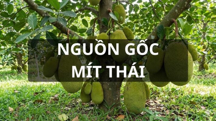 Nguồn gốc mít thái