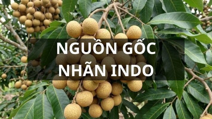 Nguồn gốc nhãn indo
