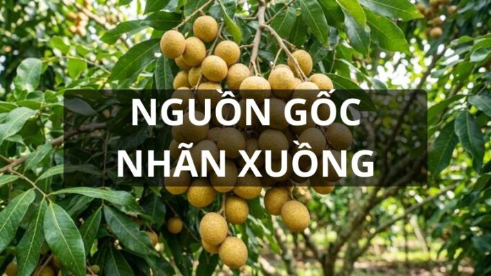 Nguồn gốc nhãn xuồng