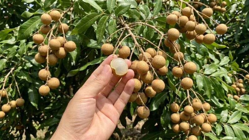 Cách chọn nhãn indo chín tự nhiên không hóa chất
