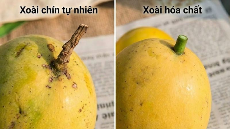 Cách quan sát cuống xoài chín tự nhiên và hoá chất