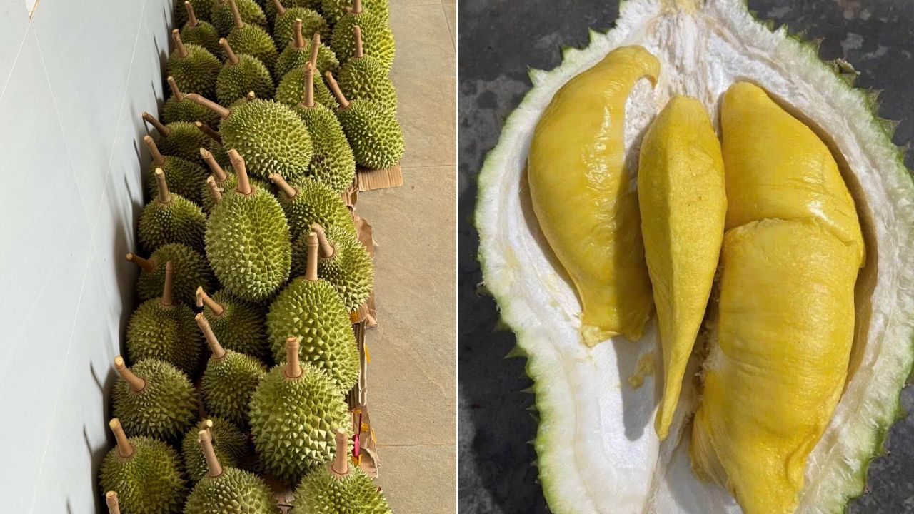 Sầu riêng Musang King