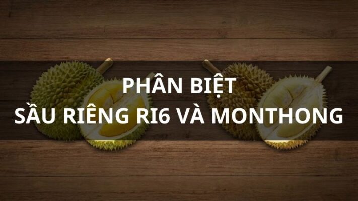 Sầu riêng ri6 và monthong