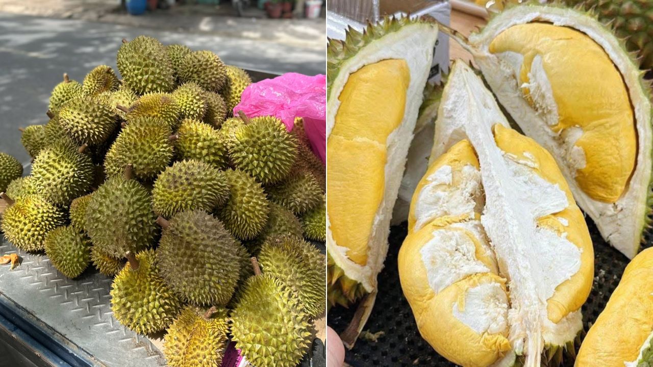 Sầu riêng Ri6