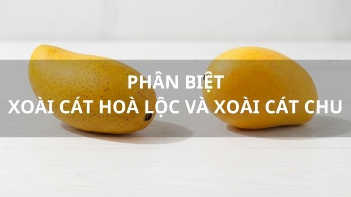 Xoài cát hoà lộc và xoài cát chu