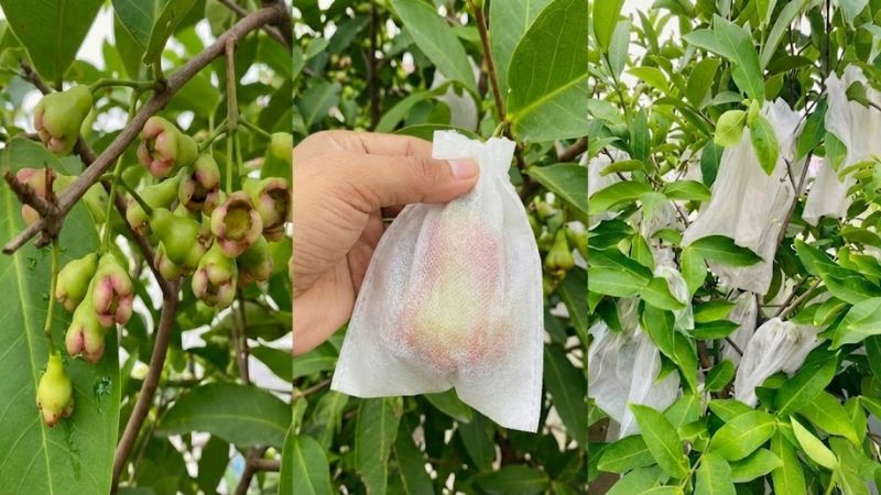 Bao lưới cho trái mận An Phước giúp phòng ngừa sâu bệnh