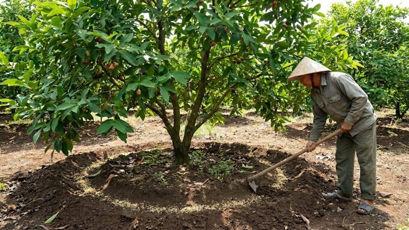 Bón phân cung cấp dinh dưỡng tăng đề kháng chống sâu bệnh trên mận An Phước