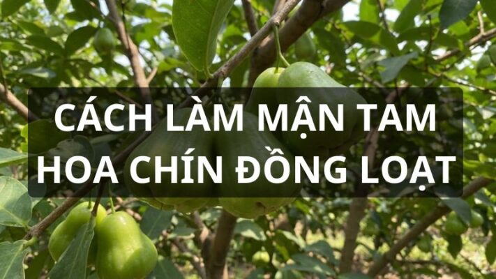 Cách làm cho mận Tam Hoa chín đồng loạt