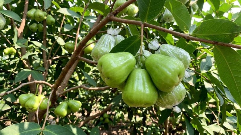 Cận cảnh chùm mận xanh Tam Hoa thu hoạch từ dự án cải tạo vườn