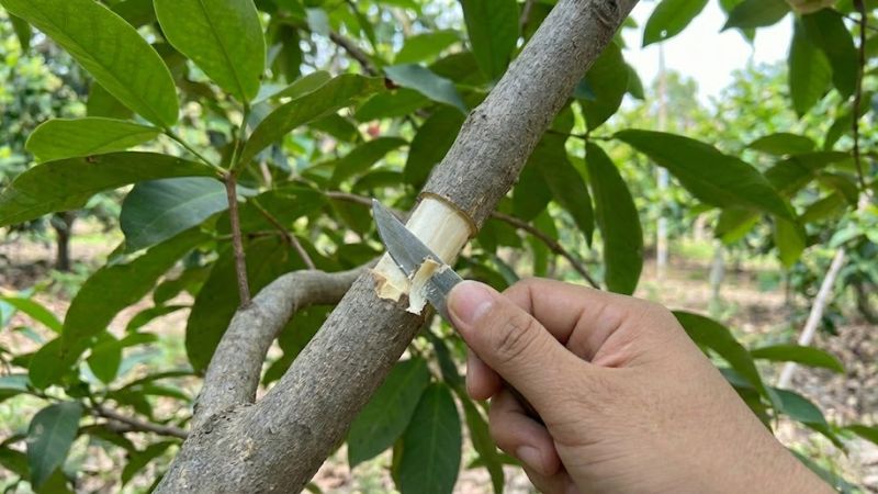 Thao tác cạo tượng tầng khi chiết cành mận