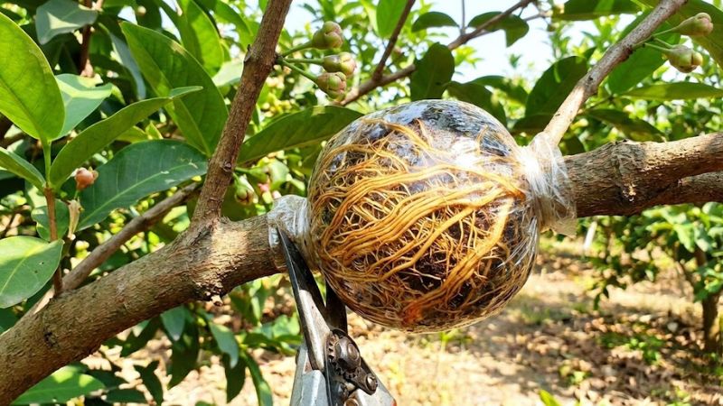 Dấu hiệu rễ mận đã già và đủ điều kiện cắt cành