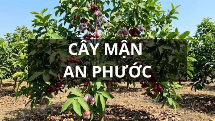 Cây mận An Phước