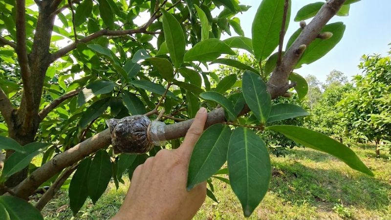 Cách chọn nhánh chiết cành mận An Phước chuẩn