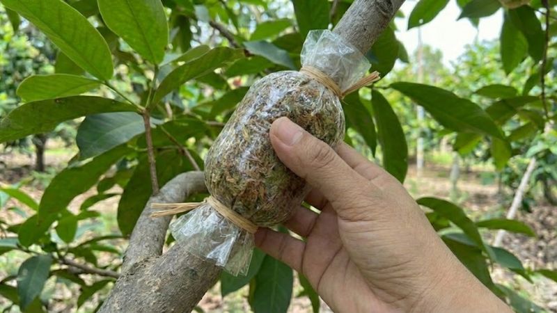Dùng nilon bọc kín giá thể quanh vết khoanh mận An Phước